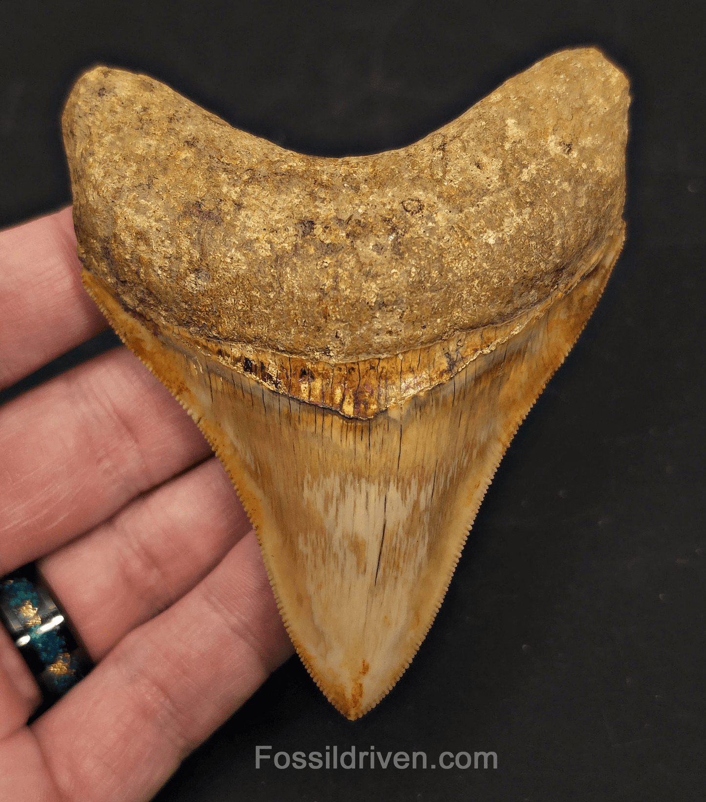 Razor-Sharp, 3.84" Megalodon Tooth - Java, Indonesia - Fossil Driven