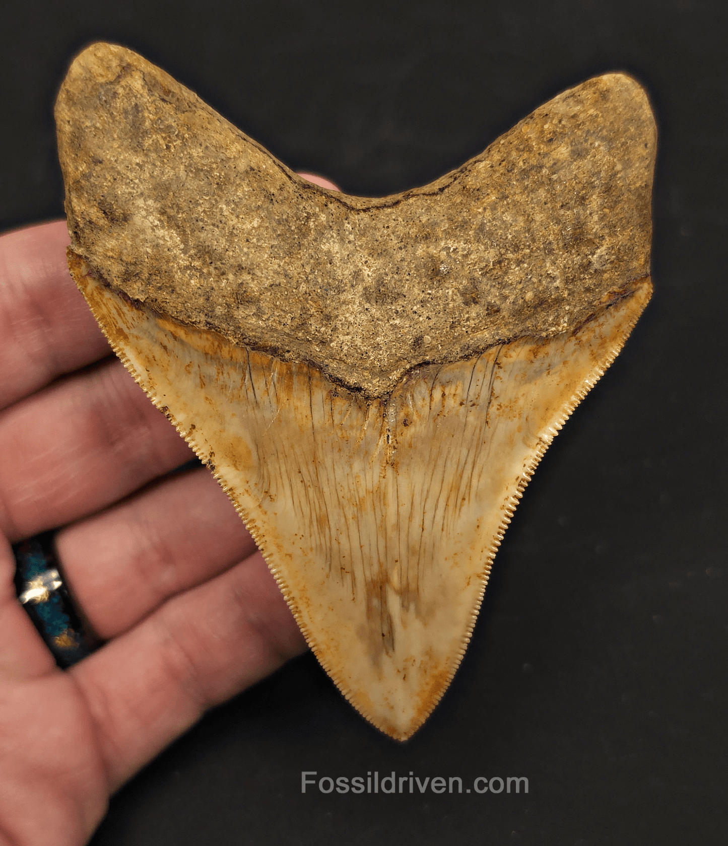 Razor-Sharp, 3.84" Megalodon Tooth - Java, Indonesia - Fossil Driven