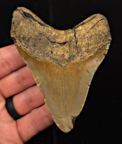 Real, 3.76" Fossil Megalodon Tooth - Meg Ledge, North Carolina - Fossil Driven
