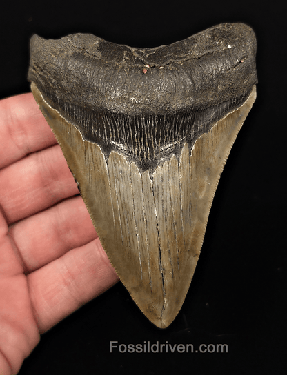 Real, 4.19" Fossil Megalodon Tooth - Meg Ledge, North Carolina - Fossil Driven