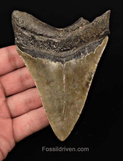 Real, 4.19" Fossil Megalodon Tooth - Meg Ledge, North Carolina - Fossil Driven