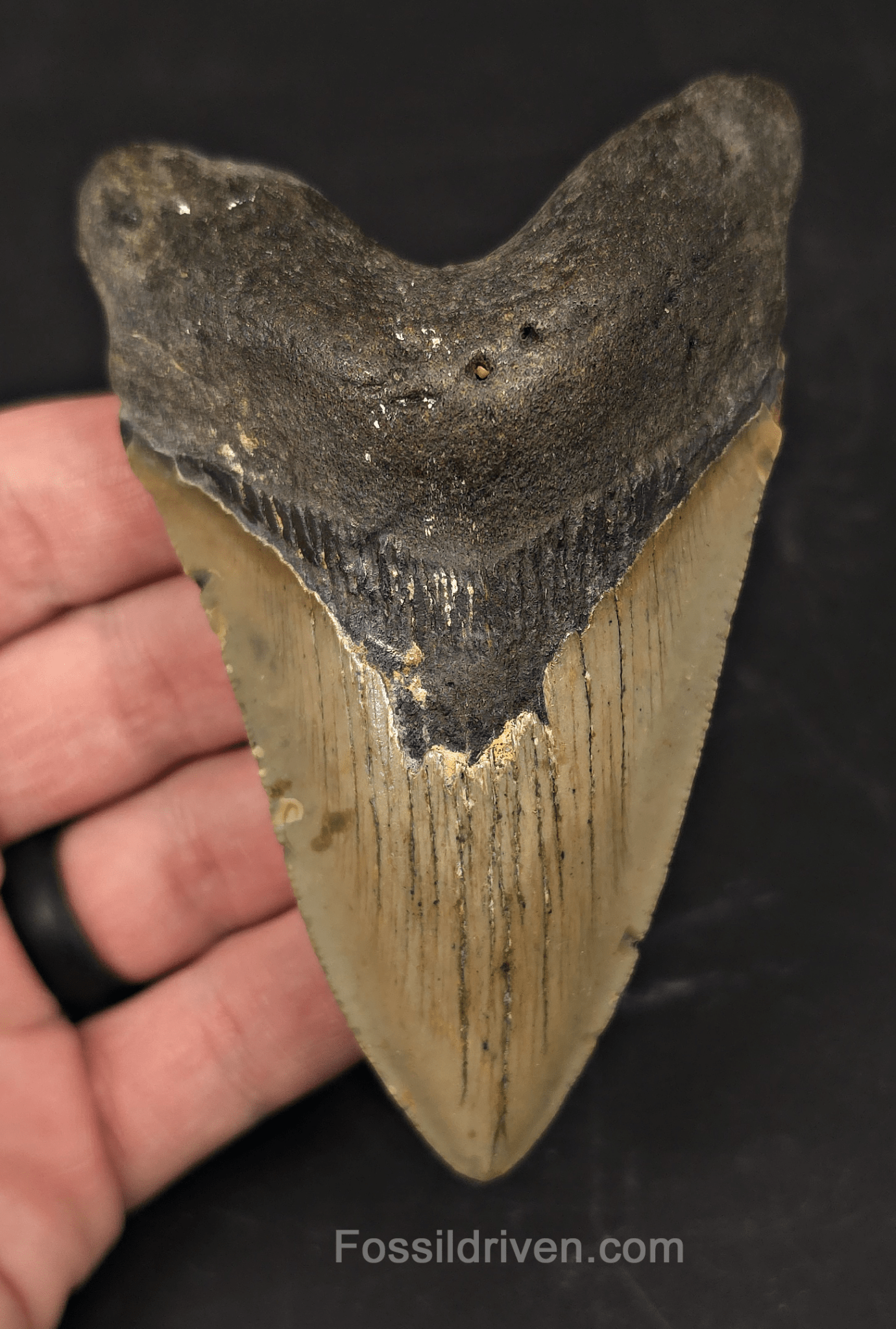 Real, 4.32" Fossil Megalodon Tooth - Meg Ledge, North Carolina - Fossil Driven