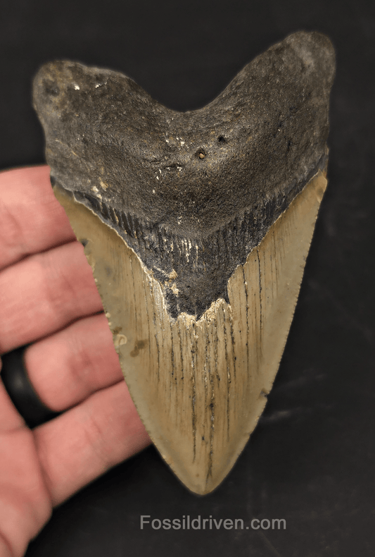 Real, 4.32" Fossil Megalodon Tooth - Meg Ledge, North Carolina - Fossil Driven