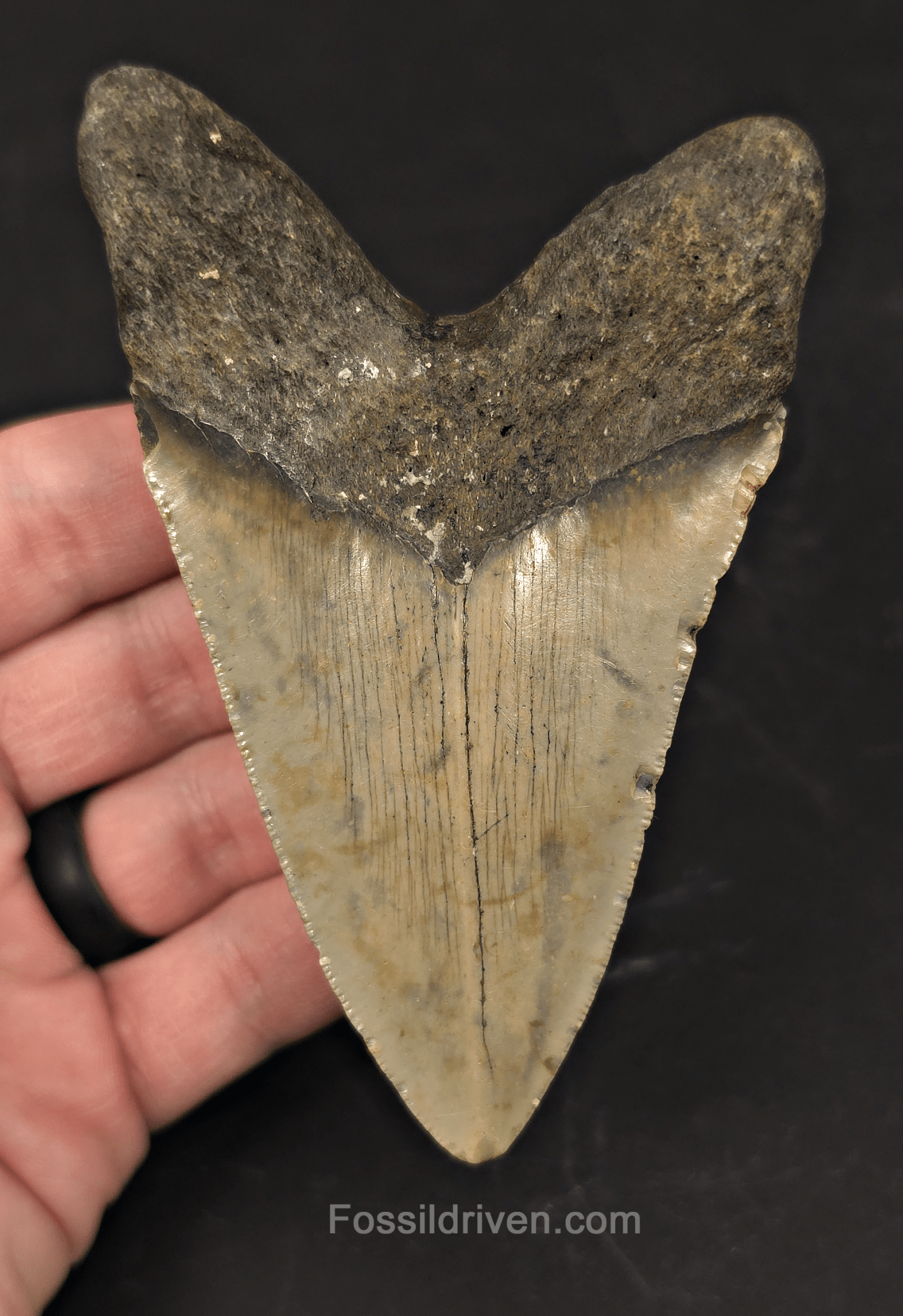 Real, 4.32" Fossil Megalodon Tooth - Meg Ledge, North Carolina - Fossil Driven