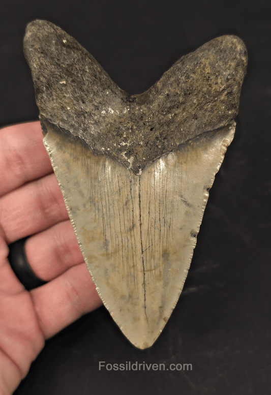Real, 4.32" Fossil Megalodon Tooth - Meg Ledge, North Carolina - Fossil Driven