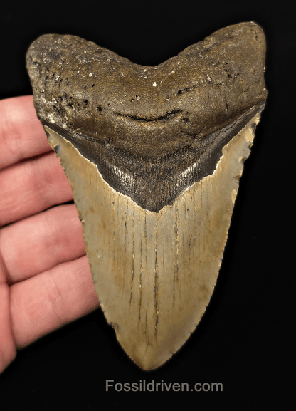 Real, 4.51" Fossil Megalodon Tooth - Meg Ledge, North Carolina - Fossil Driven