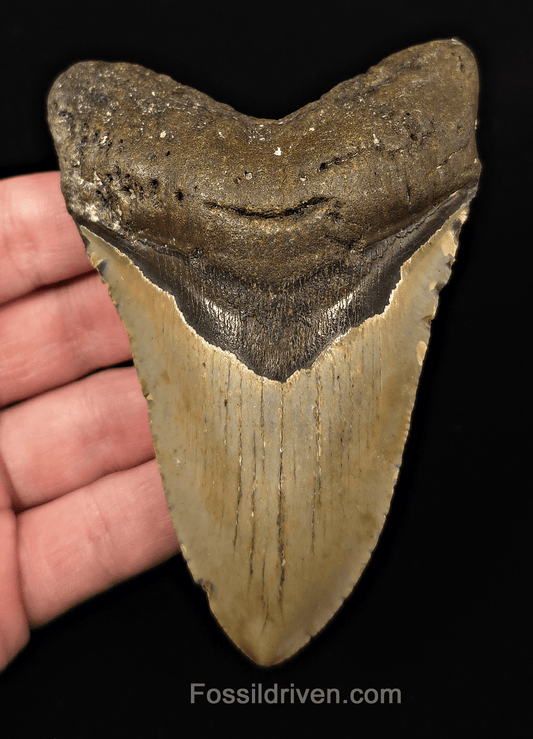Real, 4.51" Fossil Megalodon Tooth - Meg Ledge, North Carolina - Fossil Driven