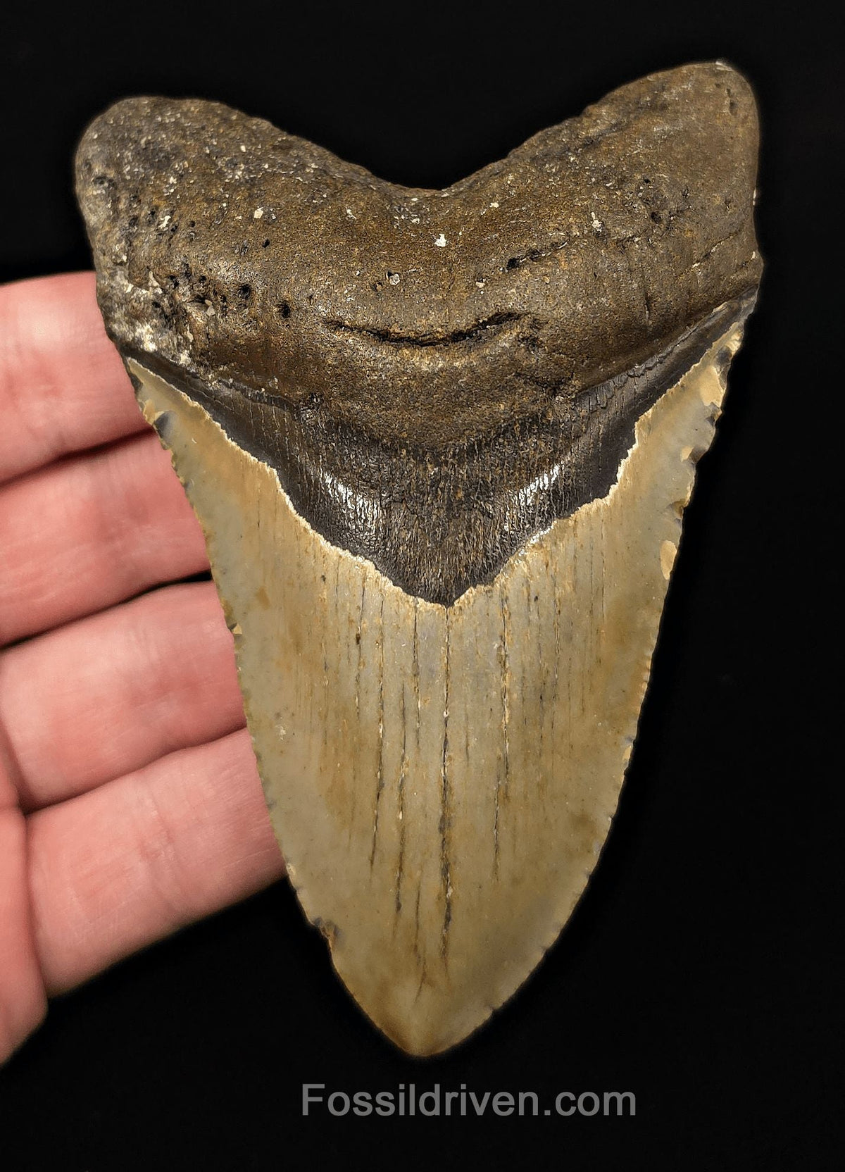 Real, 4.51" Fossil Megalodon Tooth - Meg Ledge, North Carolina - Fossil Driven