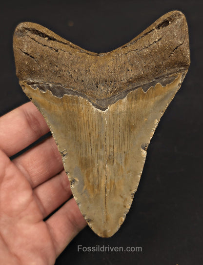 Real, 4.65" Fossil Megalodon Tooth - Meg Ledge, North Carolina - Fossil Driven