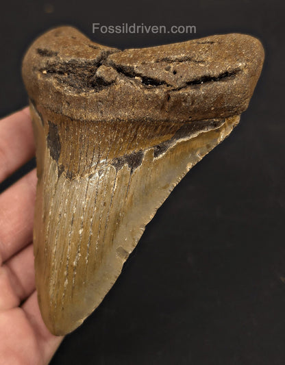 Real, 4.65" Fossil Megalodon Tooth - Meg Ledge, North Carolina - Fossil Driven