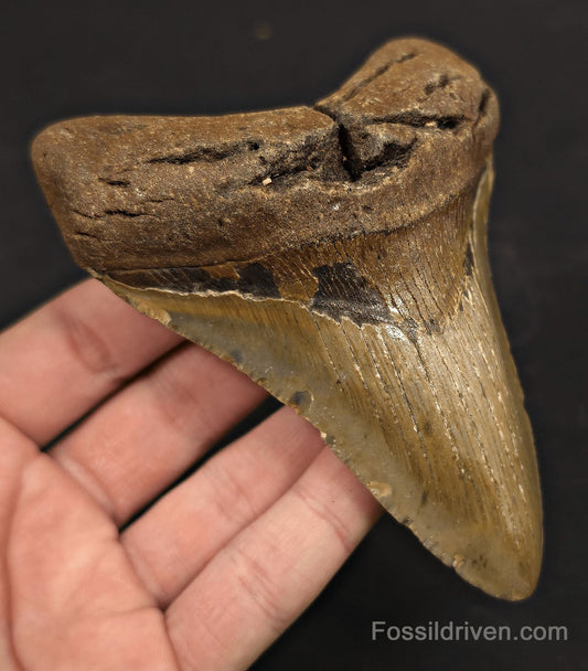 Real, 4.65" Fossil Megalodon Tooth - Meg Ledge, North Carolina - Fossil Driven