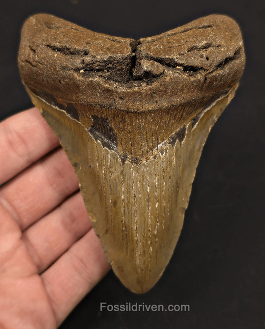 Real, 4.65" Fossil Megalodon Tooth - Meg Ledge, North Carolina - Fossil Driven