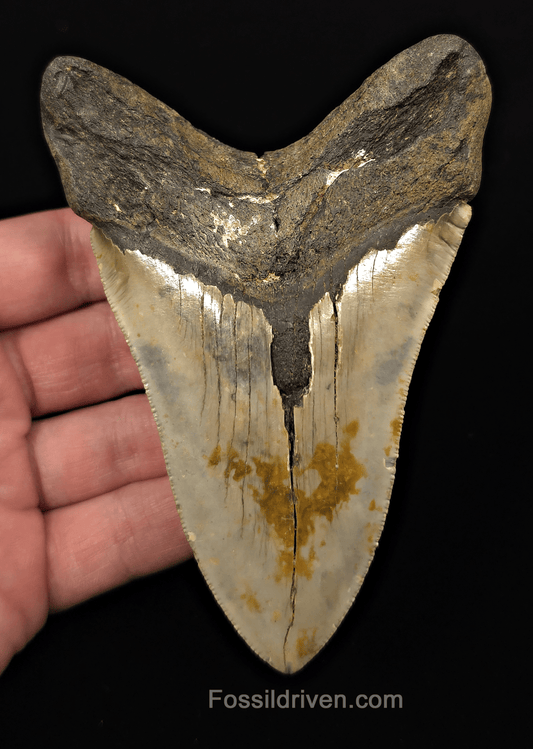 Real, 4.71" Fossil Megalodon Tooth - Meg Ledge, North Carolina - Fossil Driven