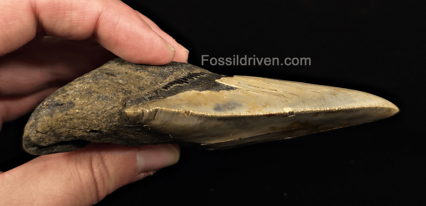 Real, 4.71" Fossil Megalodon Tooth - Meg Ledge, North Carolina - Fossil Driven