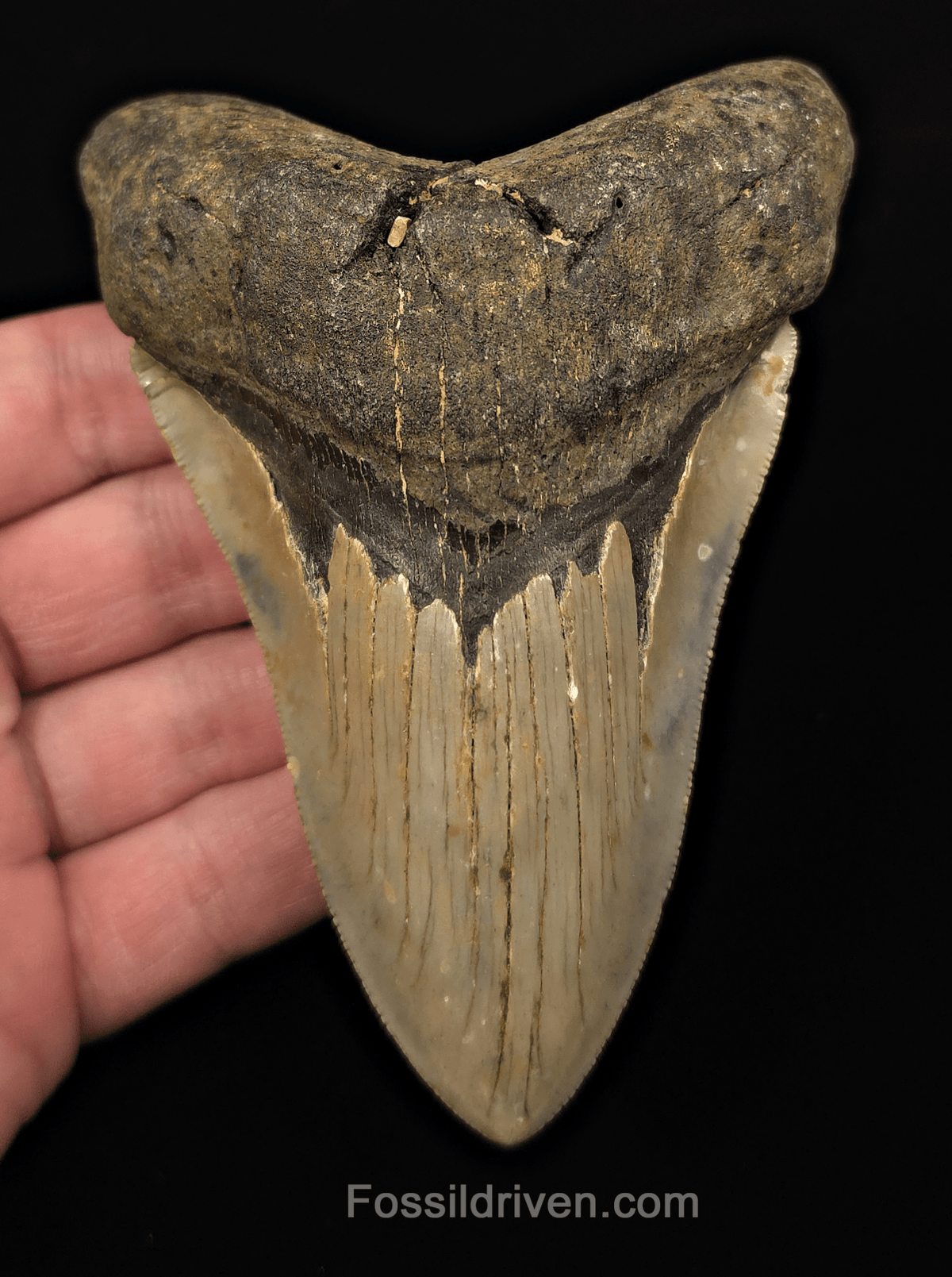 Real, 4.71" Fossil Megalodon Tooth - Meg Ledge, North Carolina - Fossil Driven
