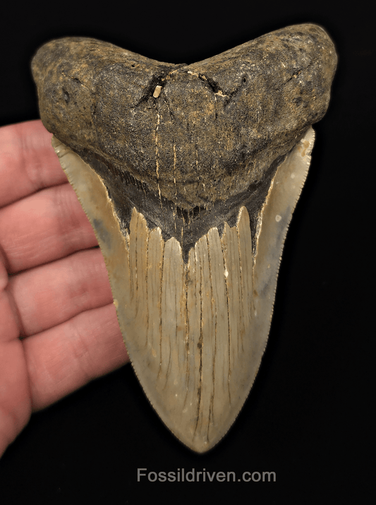 Real, 4.71" Fossil Megalodon Tooth - Meg Ledge, North Carolina - Fossil Driven