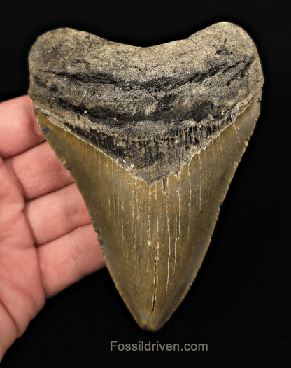 Real, 4.73" Fossil Megalodon Tooth - Meg Ledge, North Carolina - Fossil Driven