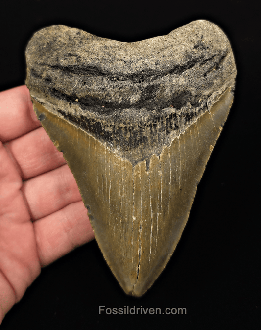 Real, 4.73" Fossil Megalodon Tooth - Meg Ledge, North Carolina - Fossil Driven