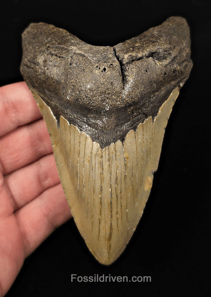 Real, 4.88" Fossil Megalodon Tooth - Meg Ledge, North Carolina - Fossil Driven