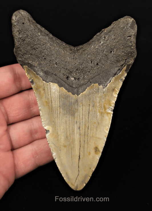 Real, 4.88" Fossil Megalodon Tooth - Meg Ledge, North Carolina - Fossil Driven