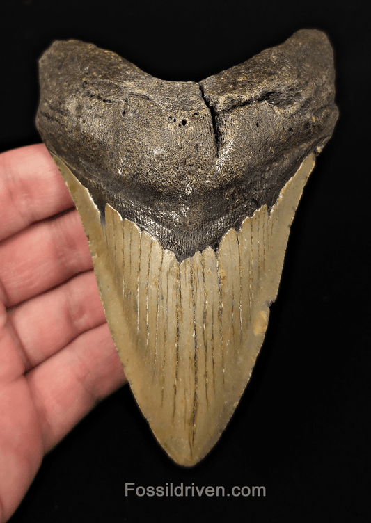 Real, 4.88" Fossil Megalodon Tooth - Meg Ledge, North Carolina - Fossil Driven