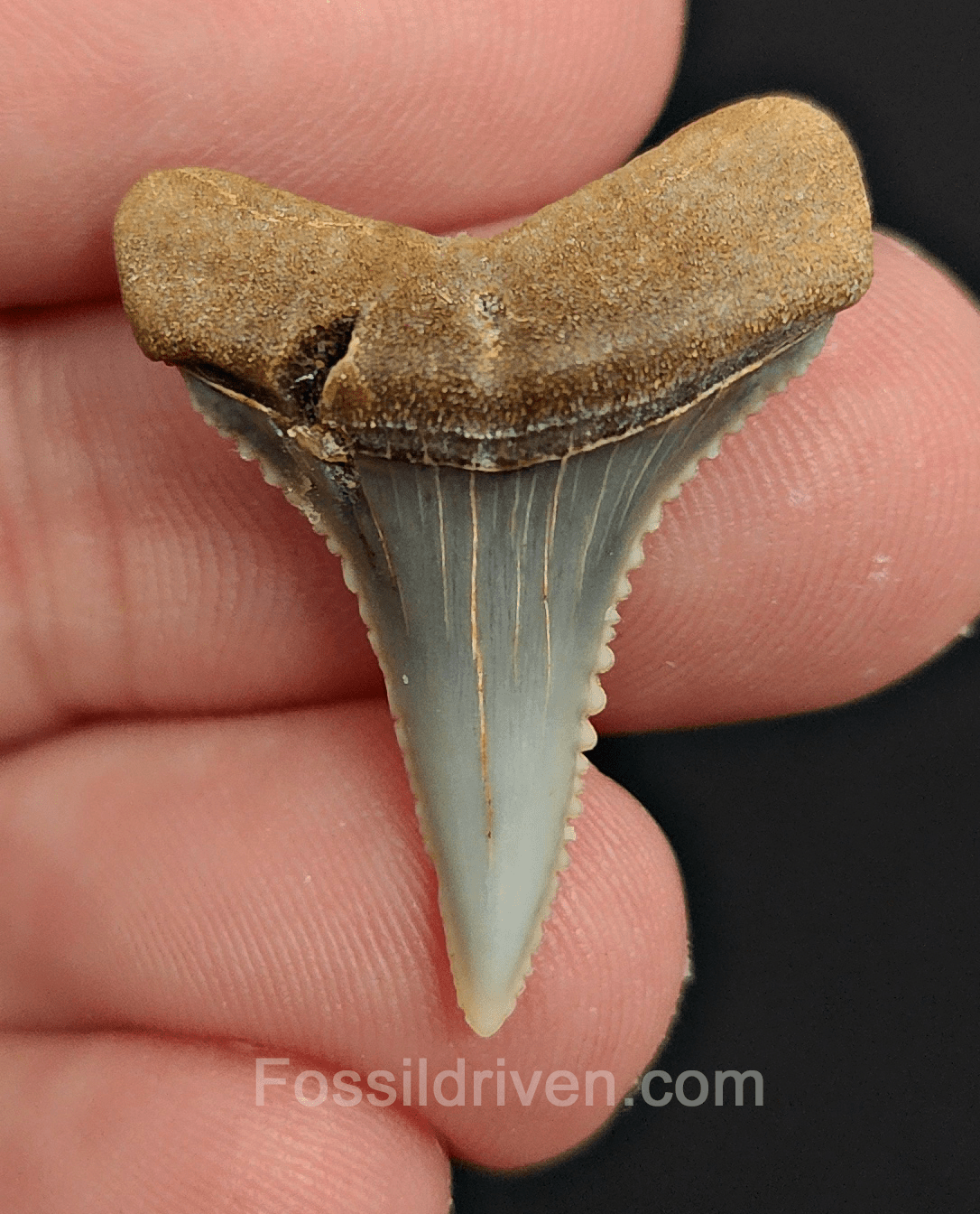 Repaired 1.12" Fossil Great White Tooth - Peru - Fossil Driven