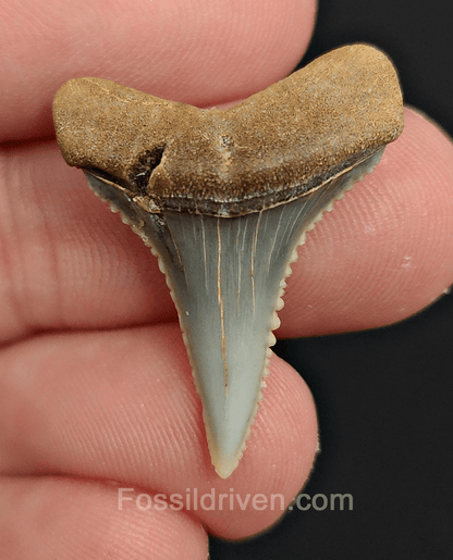 Repaired 1.12" Fossil Great White Tooth - Peru - Fossil Driven