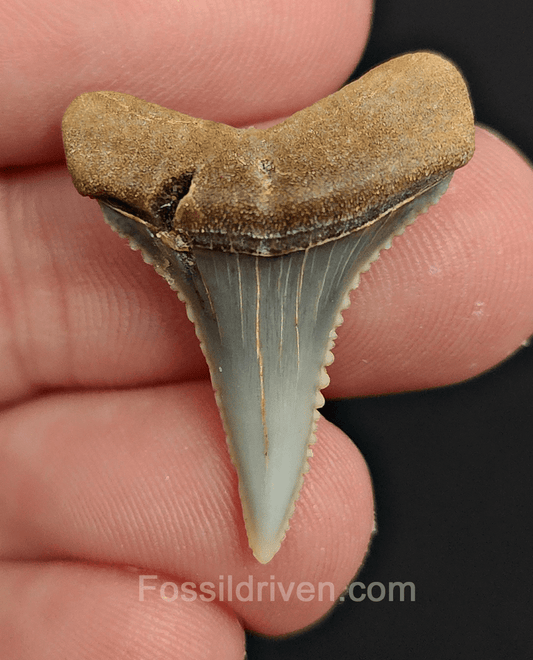 Repaired 1.12" Fossil Great White Tooth - Peru - Fossil Driven