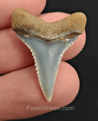 Repaired 1.12" Fossil Great White Tooth - Peru - Fossil Driven