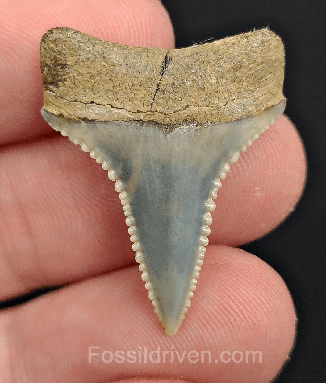 Repaired 1.18" Fossil Great White Tooth - Peru - Fossil Driven