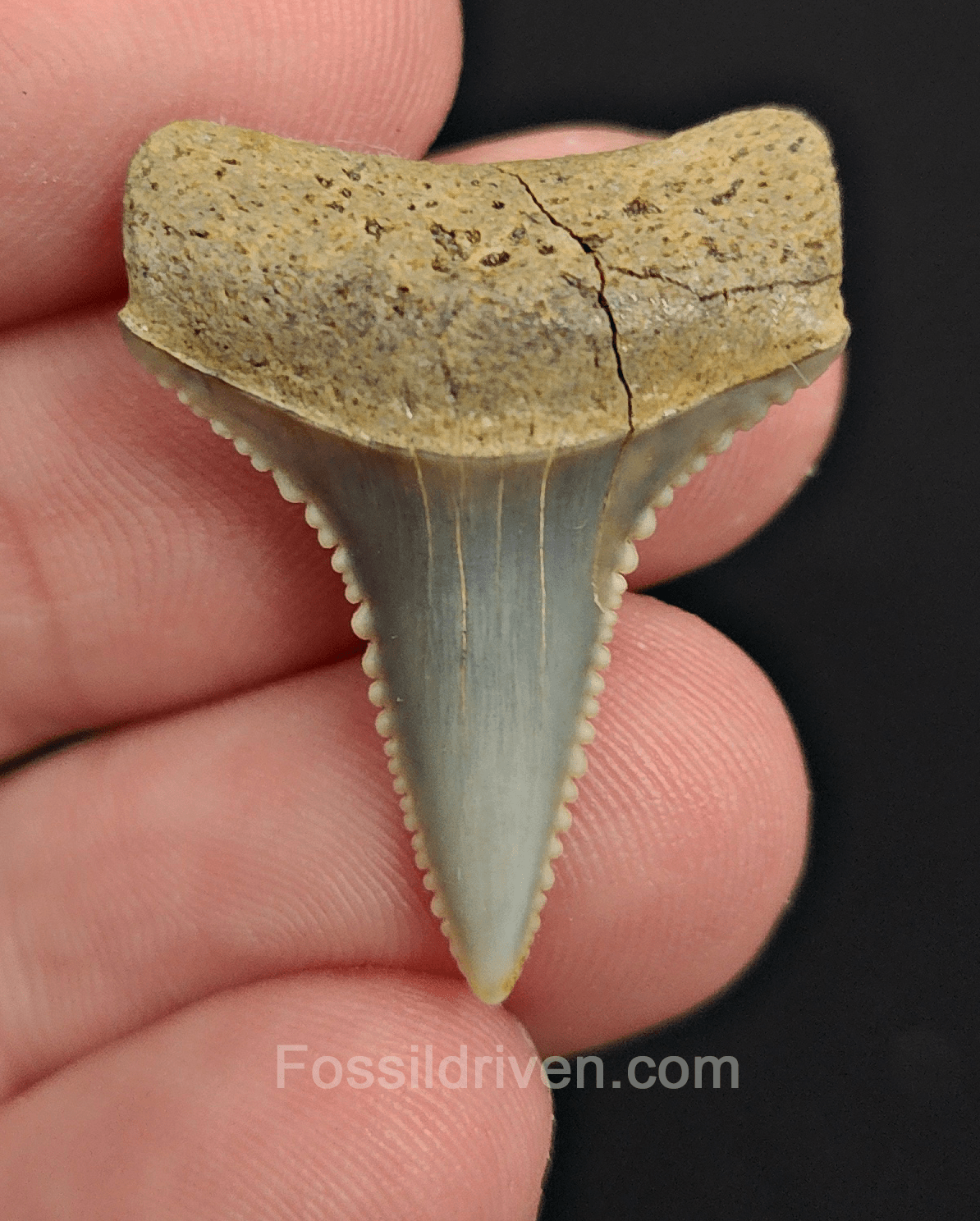 Repaired 1.18" Fossil Great White Tooth - Peru - Fossil Driven
