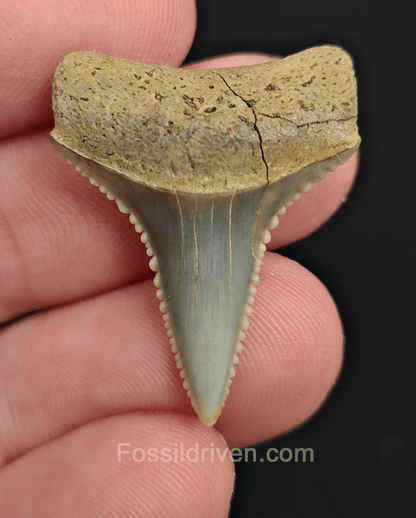 Repaired 1.18" Fossil Great White Tooth - Peru - Fossil Driven