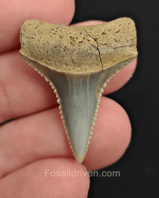 Repaired 1.18" Fossil Great White Tooth - Peru - Fossil Driven