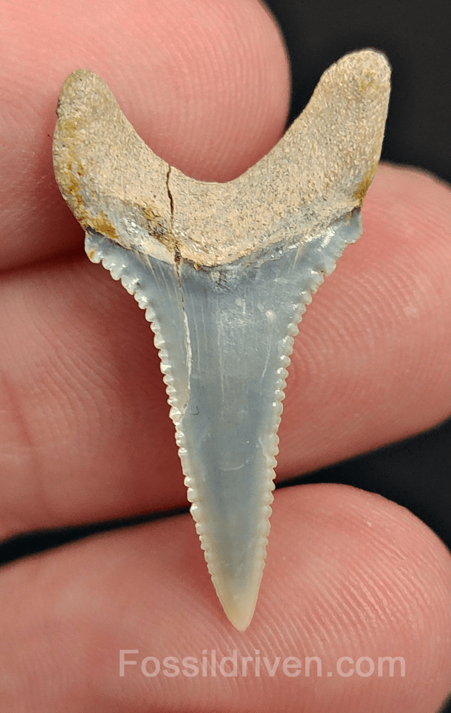 Repaired 1.19" Fossil Great White Tooth - Peru - Fossil Driven