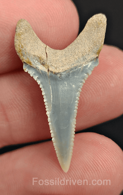 Repaired 1.19" Fossil Great White Tooth - Peru - Fossil Driven
