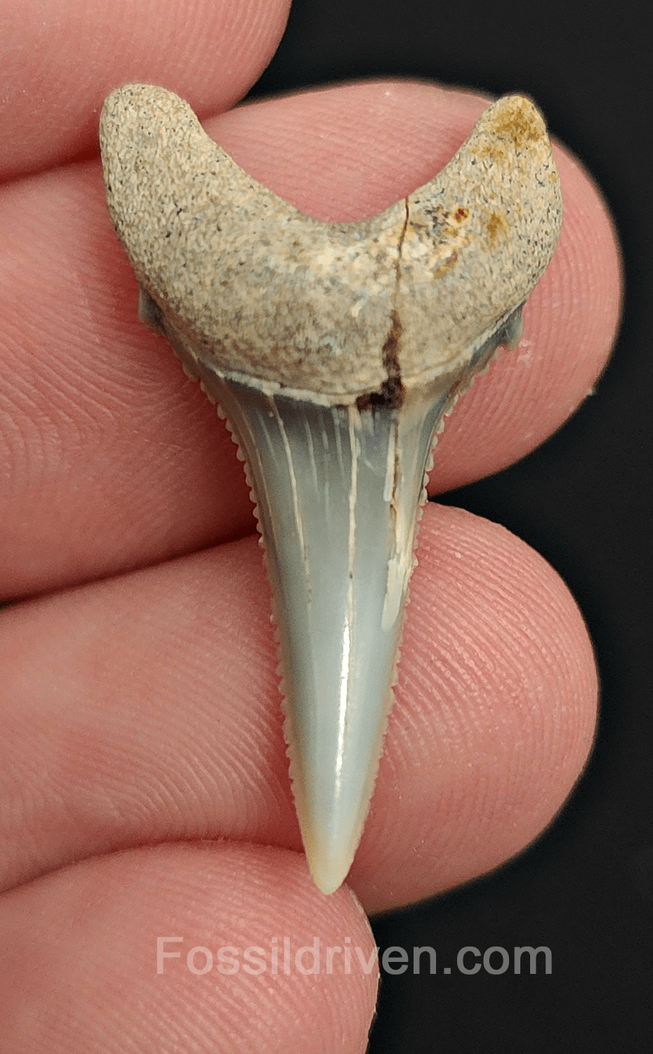Repaired 1.19" Fossil Great White Tooth - Peru - Fossil Driven