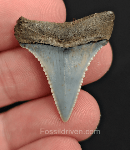 Repaired 1.24" Fossil Great White Tooth - Peru - Fossil Driven