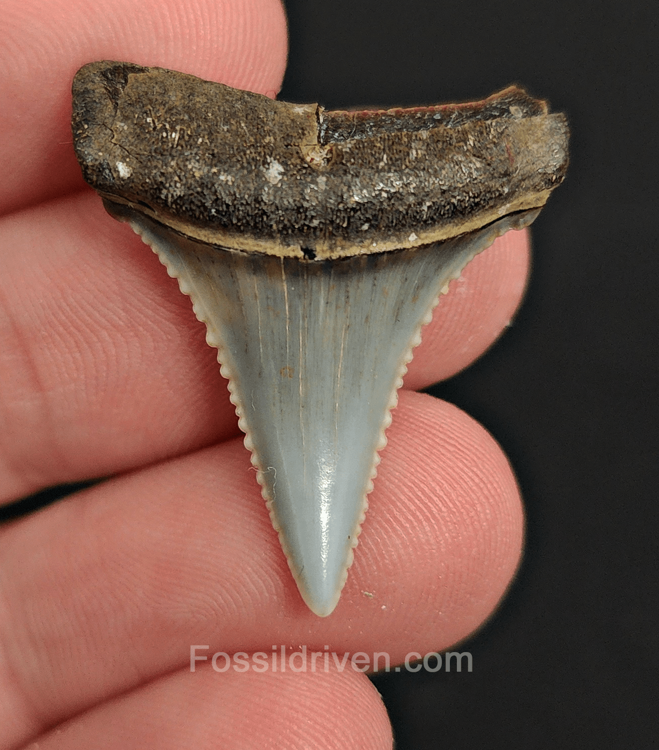 Repaired 1.24" Fossil Great White Tooth - Peru - Fossil Driven