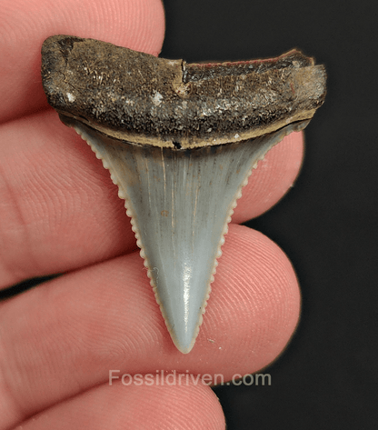 Repaired 1.24" Fossil Great White Tooth - Peru - Fossil Driven