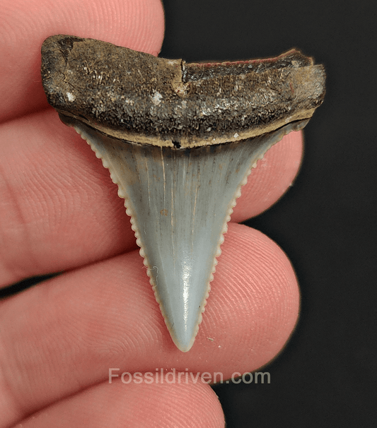 Repaired 1.24" Fossil Great White Tooth - Peru - Fossil Driven