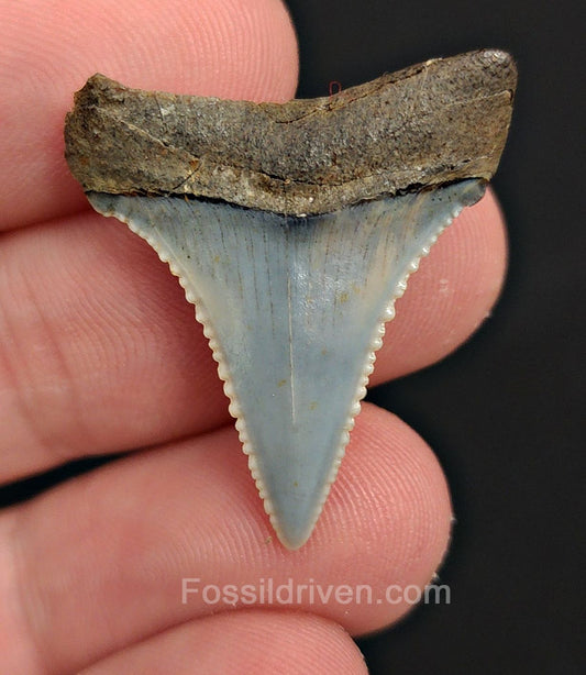 Repaired 1.24" Fossil Great White Tooth - Peru - Fossil Driven