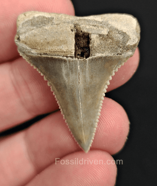 Repaired 1.41" Fossil Great White Tooth - Peru - Fossil Driven