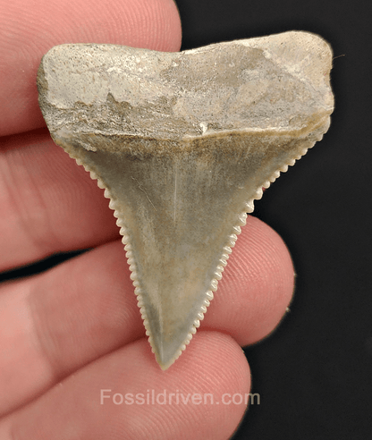 Repaired 1.41" Fossil Great White Tooth - Peru - Fossil Driven