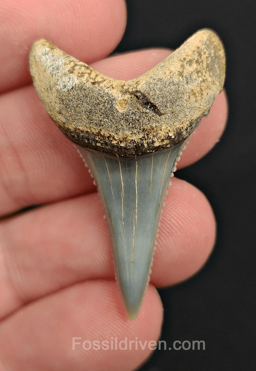 Repaired 1.47" Fossil Great White Tooth - Peru - Fossil Driven