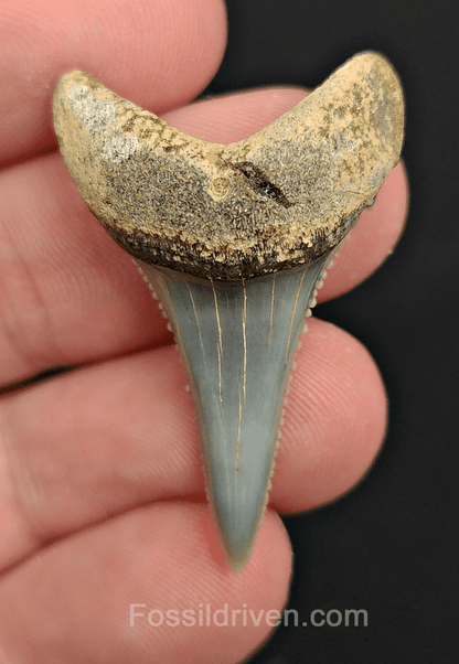 Repaired 1.47" Fossil Great White Tooth - Peru - Fossil Driven