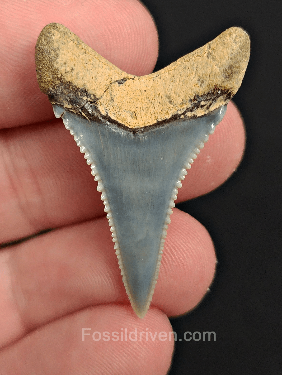Repaired 1.47" Fossil Great White Tooth - Peru - Fossil Driven