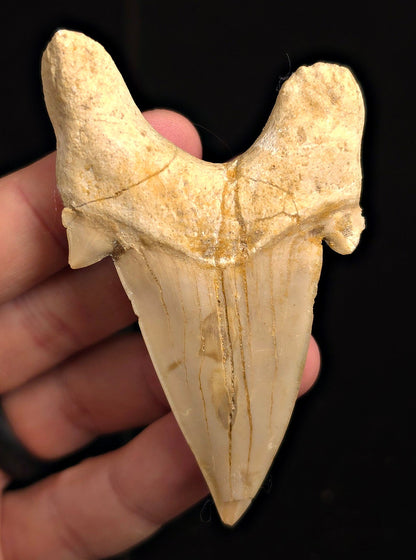 Repaired, 3.12" Fossil Otodus obliquus Tooth - Morocco | (Otodus #3185) - Fossil Driven