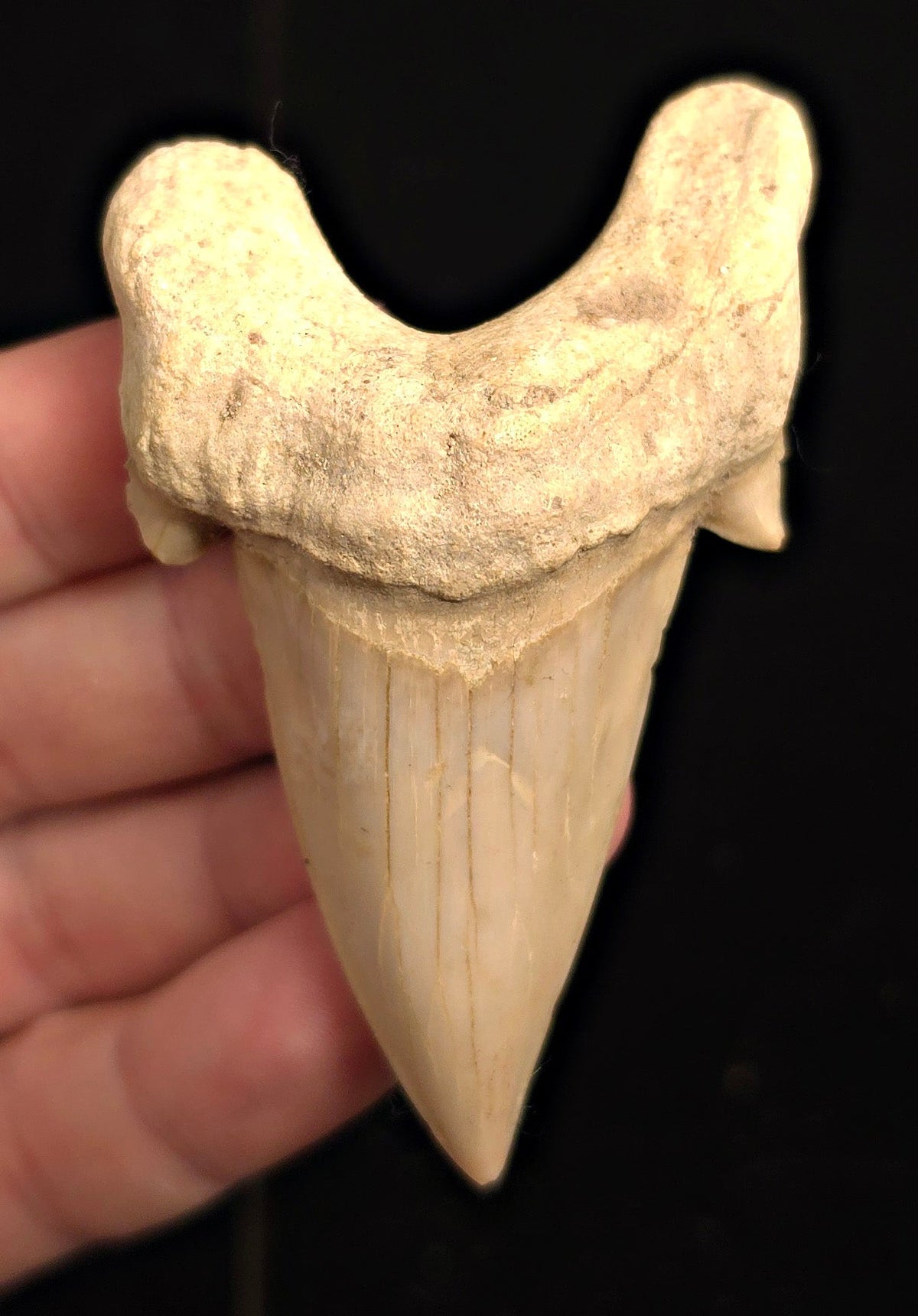 Repaired, 3.12" Fossil Otodus obliquus Tooth - Morocco | (Otodus #3185) - Fossil Driven