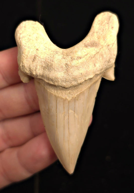 Repaired, 3.12" Fossil Otodus obliquus Tooth - Morocco | (Otodus #3185) - Fossil Driven