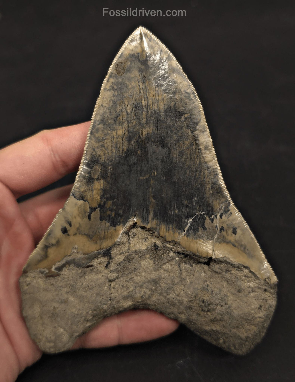 Repaired, 5.66" Fossil Megalodon Tooth - Java, Indonesia - Fossil Driven